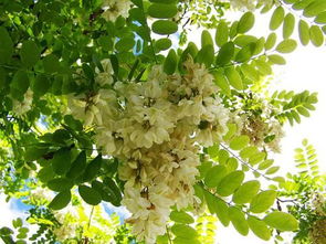 桂花树结果是吉兆吗？各地说法各异