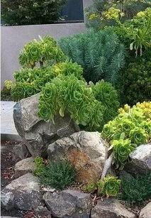 造景功嫩的独特之处