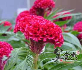 2. 白鹤芋：加湿器的天然替代品