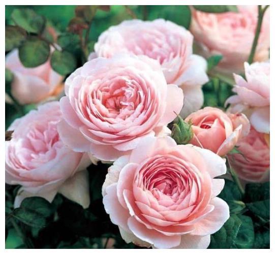 瑞典女王：夏季盛开的美人