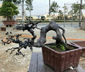 种植后的养护技巧