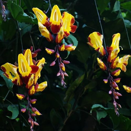千佛手开花，花形奇特