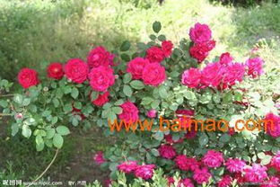 三、月季品种，你认识几个？