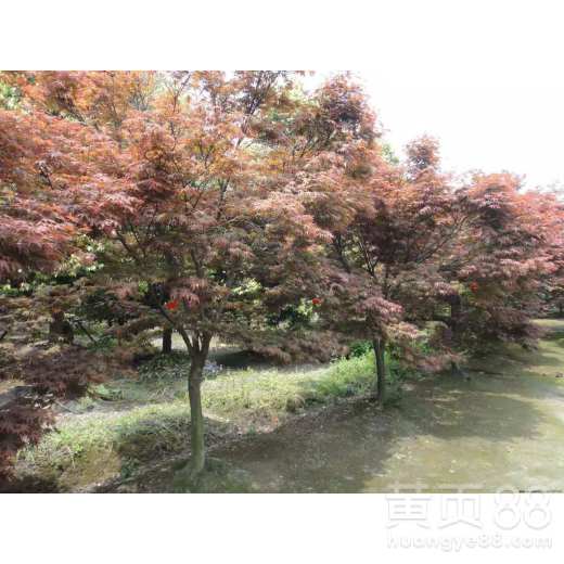 二、适合种植的枫树品种