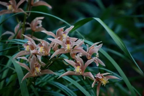 兰花病虫害防治策略