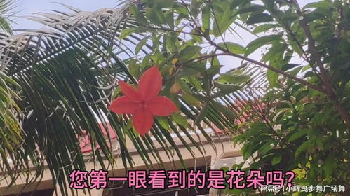 双“开”花是什么花？这种花你一定见过