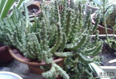 房间里的花草， 小绿植，大作用