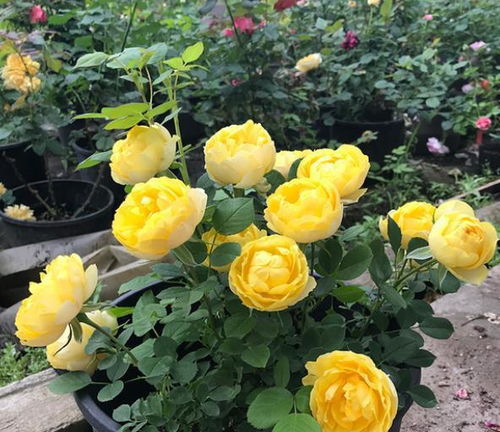 月季，那花儿似玫瑰，却梗胜一筹