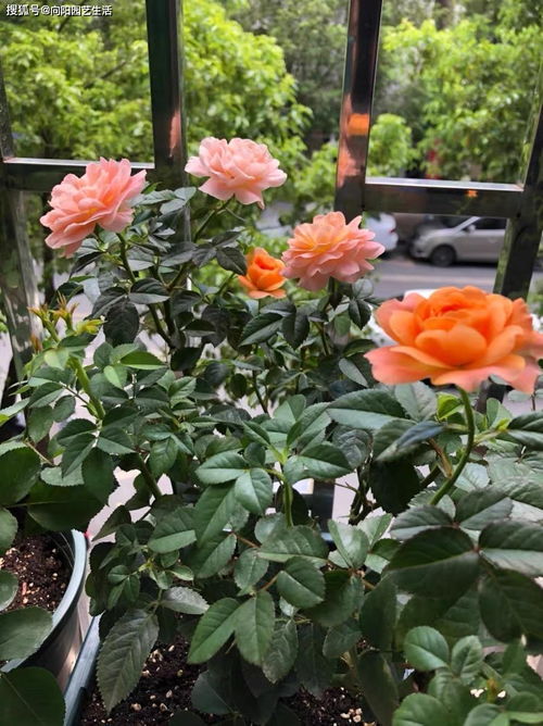 花卉肥料，种类繁多