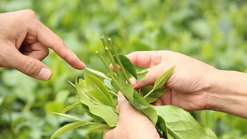 农药残留， 危害重重