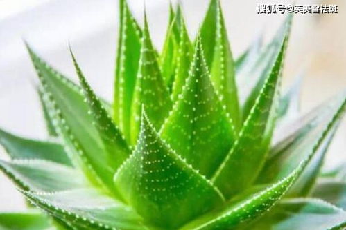 如何自制芦荟杀虫剂，同时将其转化为安全天然驱蚊剂，效果如何？