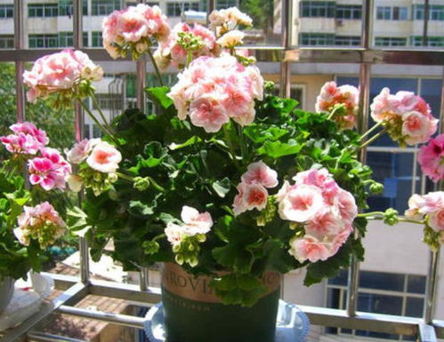 懒人花卉，轻松养花