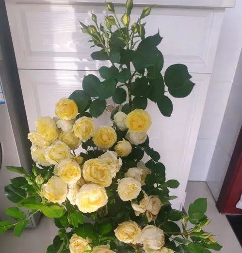 盆栽小玫瑰种子，如何挑选最佳种植时间