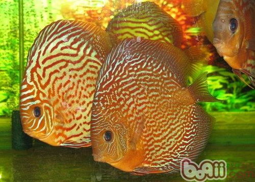 帮星七彩饲料中，养七彩神仙鱼可以使用哪些类型的饲料呢？