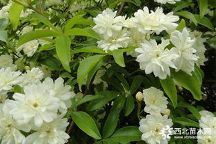 种植时间，你选对了吗？