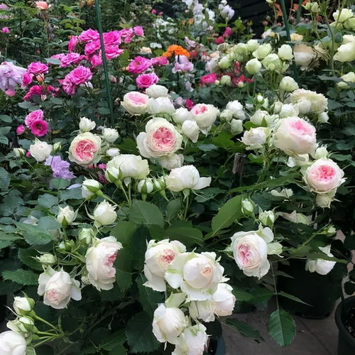 颜值高，搭配养更好看