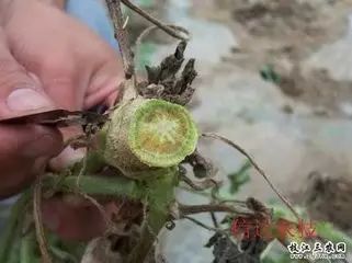 中生菌素与百菌清：病害防治的神秘组合