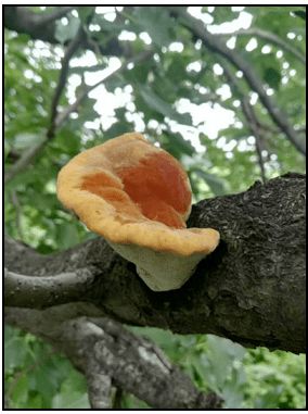 桑黄生长秘境，哪棵树上的桑黄最珍贵？