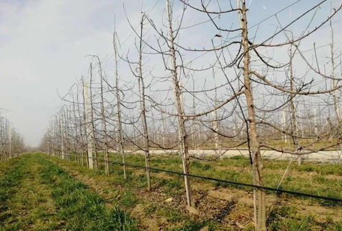 春季， 树木打药的黄金时期