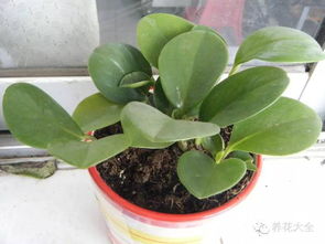 第二步：处理叶子， 别急，慢慢来