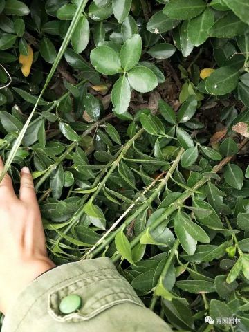 植物界的“亲戚”：金森女贞和大叶黄杨