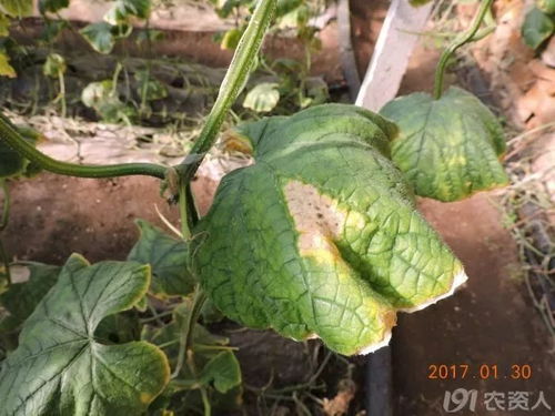 豆角灰霉病的烦恼，如何解决？