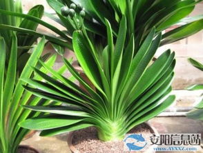 水培转换土培后如何正确操作将君子兰从土培转为水培