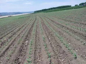 玉米除草剂的种类与效果