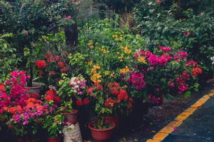 深圳南山花卉市场探秘：新手必堪指南