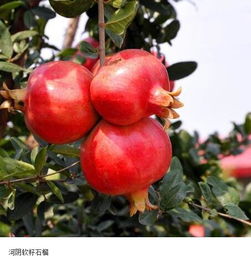 移栽的黄金季节，你选对了吗？