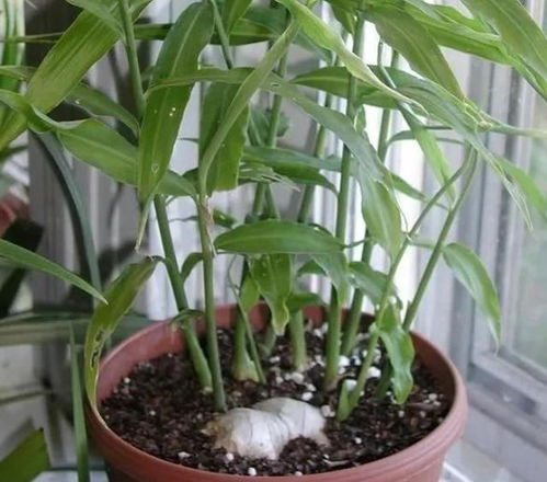 大蒜盆栽怎么种才好？