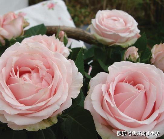 玫瑰国度的天使：综合性状优秀