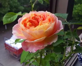 月季的美丽与困惑