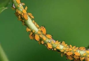 如何高效清除养花中的害虫？哪种方法最安全有效