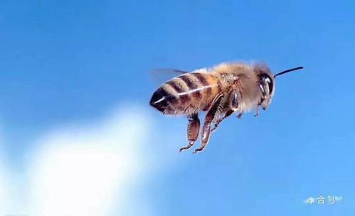咪鲜溴腈菌：蜜蜂的隐形杀手？