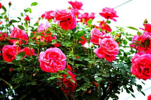 月季花色彩多样，不同颜色代表不同花语