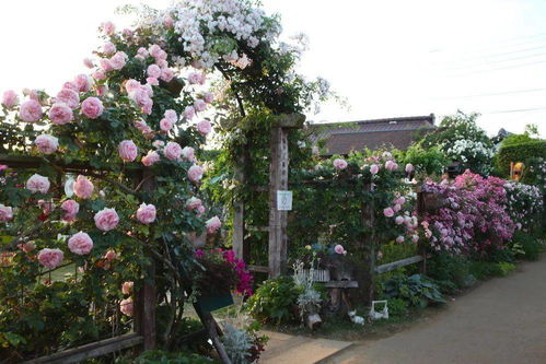 月季花：花园中的色彩皇后