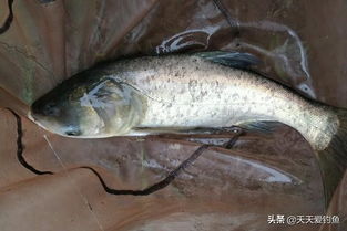 鲢鱼广泛分布于我国各大淡水水域，以浮游生物为食