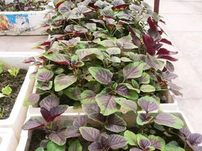 苋菜：营养丰富，种植简单