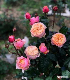 月季花的养殖小贴士