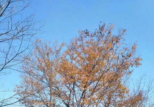 法桐、 国槐、栾树、朴树行情：市场变化后的稳定之谜