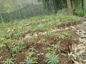 四川农户的法子