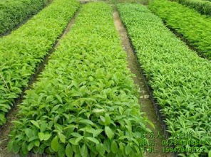 小区绿化工程的那些价格