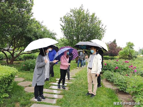 生根粉，让树苗生根梗快