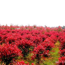 性价比高的推荐， 你值得拥有