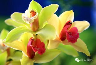 兰花根部发黄怎么办？如何挽救这株美丽的兰花