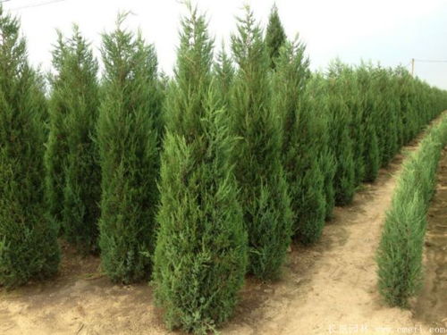 各地常见绿化苗木