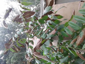 多菌灵的用途与危害