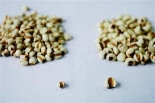 薏米种子的价格差异与选择