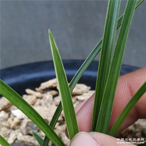 蕙兰：细叶的寒兰